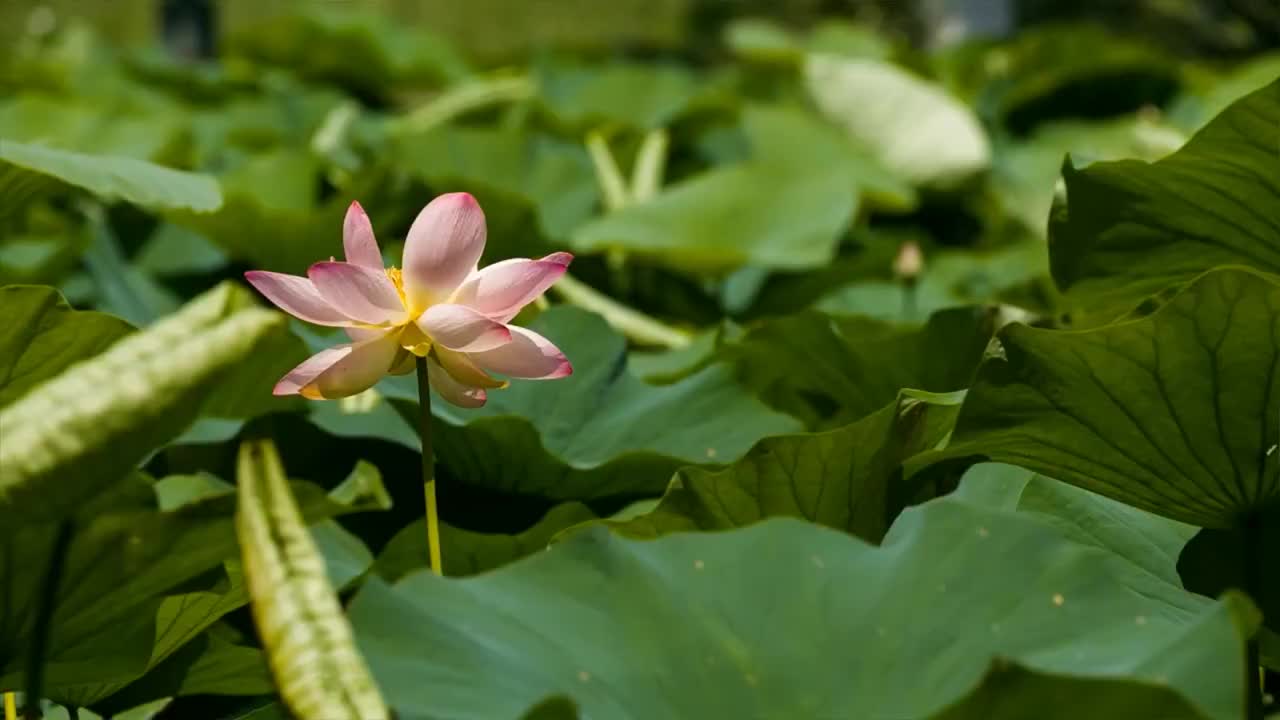 新手笛子动态曲谱_新手笛子曲谱