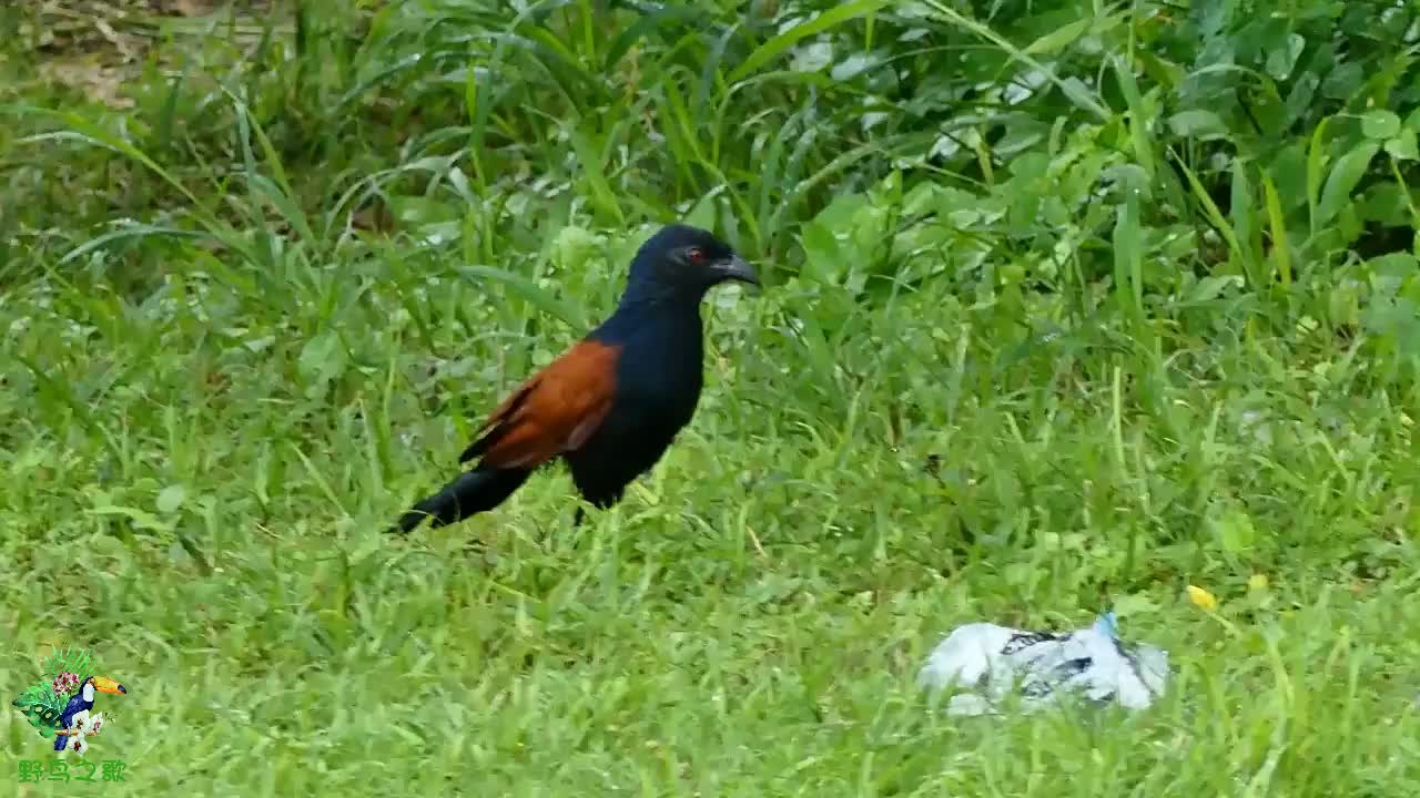 紅毛雞的叫聲,像不像恐怖片裡的配音