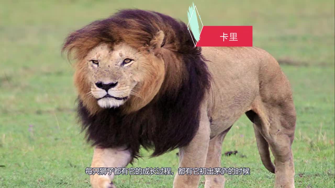 狮王卡里,诺迟联盟私人解说(第一章:初出茅庐,占地为王)