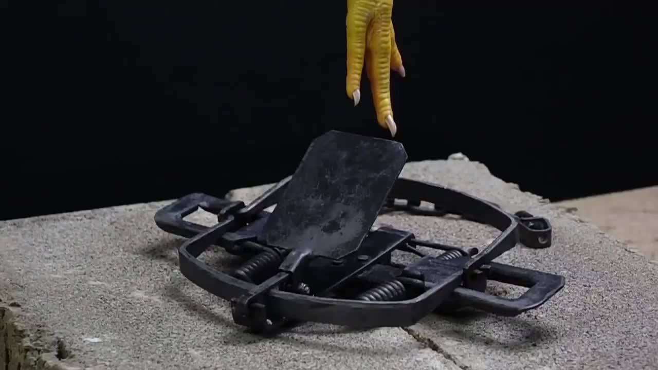 捕兽夹的威力有多大一男子用鸡爪亲测看得人腿都疼