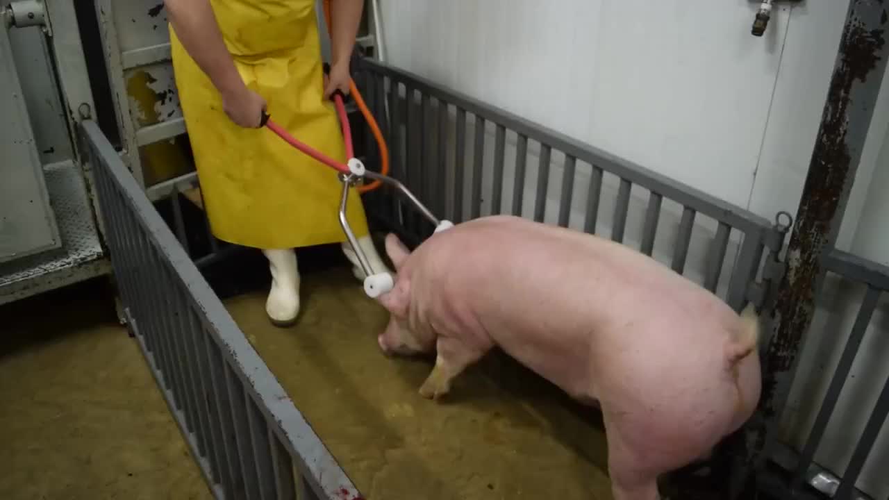 全自动杀猪电击爆头让猪快乐的死去