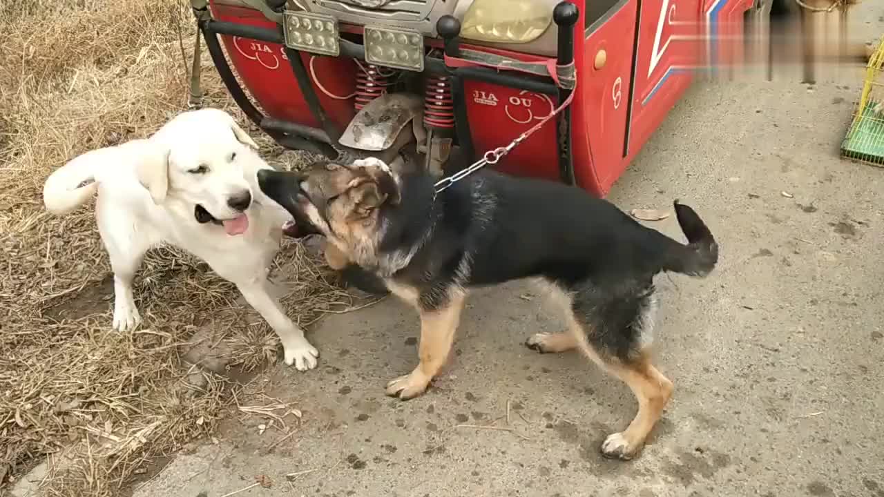 德国牧羊犬和拉布拉多正在打闹两条狗狗玩得不亦乐乎