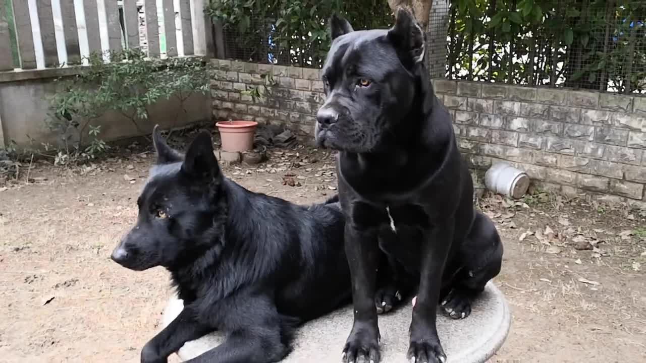 九个月的东德和六个月的卡斯罗同框