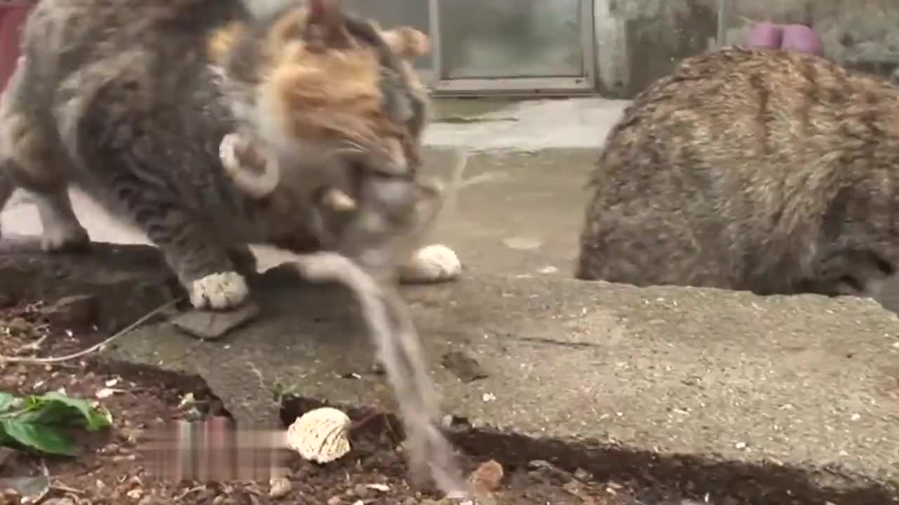 猫咪想偷吃章鱼，不料惨遭章鱼糊一脸，镜头拍下搞笑瞬间！