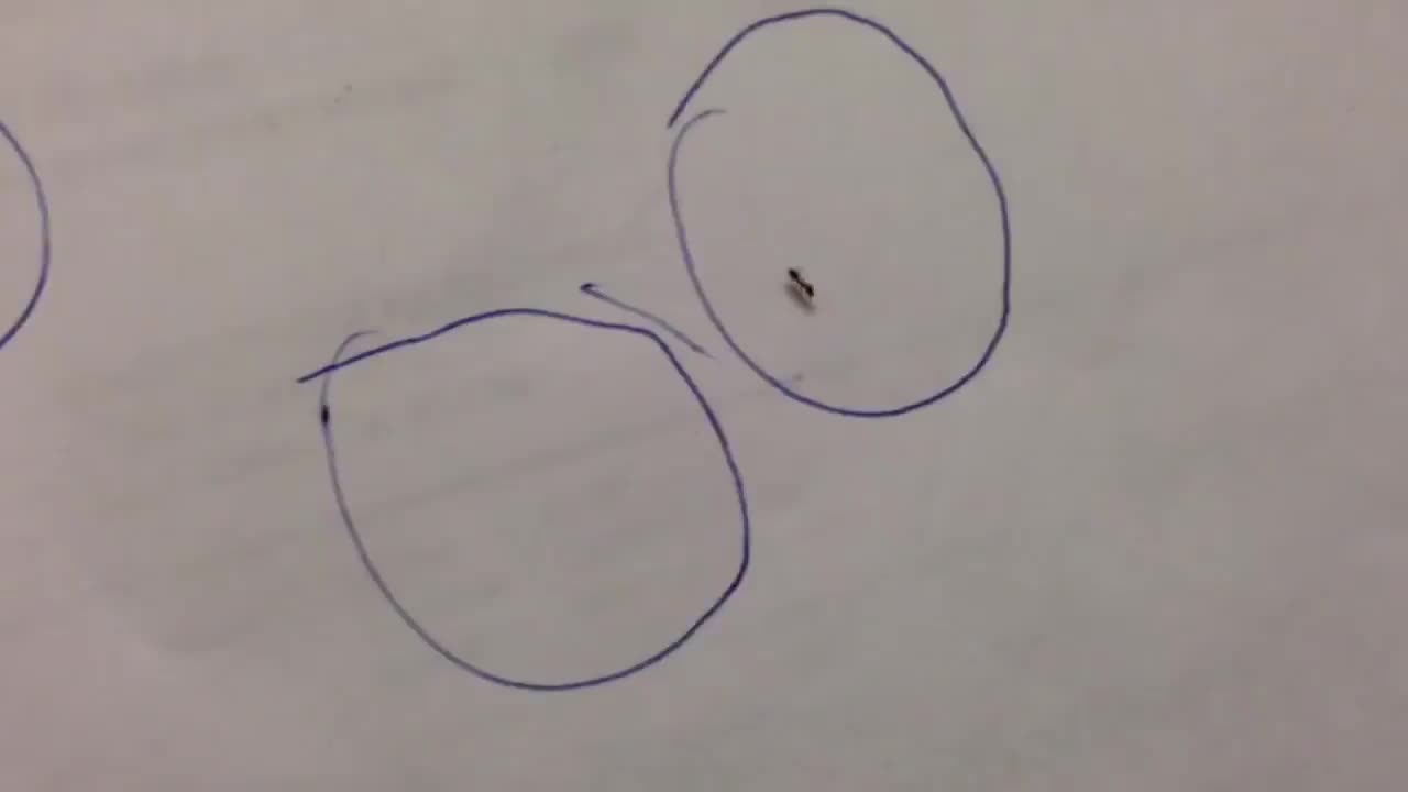 在蚂蚁周围画个圈,蚂蚁会永远走不出去？科学家给出原因