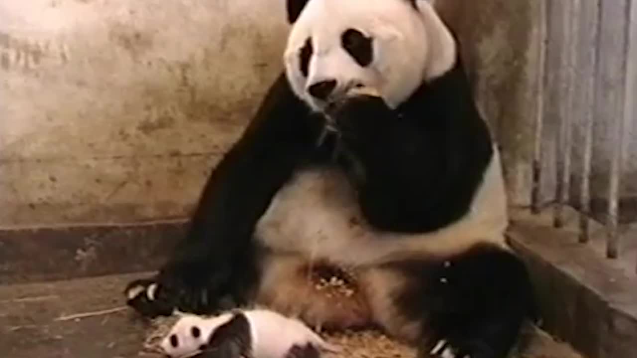 7只熊猫宝宝集体“越狱”,眼看就要成功了,突然谁大吼了一声!