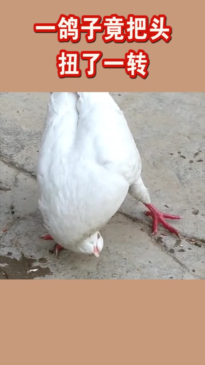 看了半天也没整明白,这难道是一只鸽子鸡?