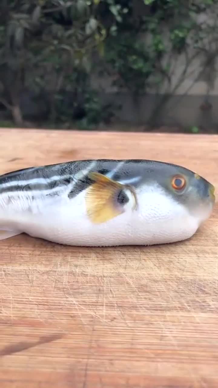 河豚生气就大肚,变大之后肉更多,教你一招!