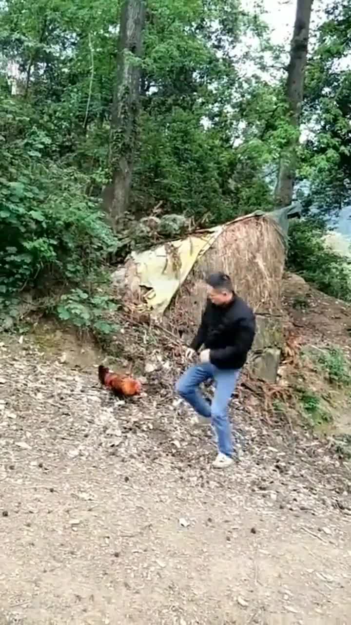 主人和大公鸡打架,难分胜负