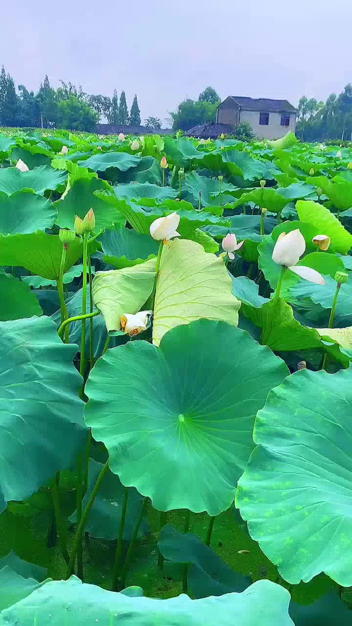 声出金石卡西尼唐汉霄amp周深果断收藏