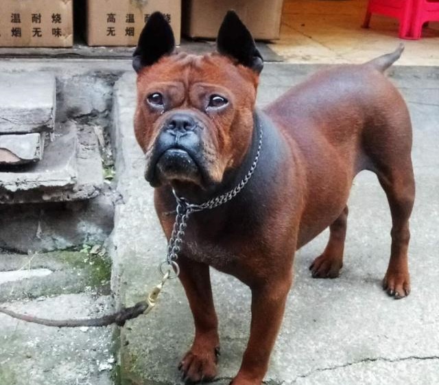 川东猎犬,因敢于"亮剑",被称为国产猎犬之王!