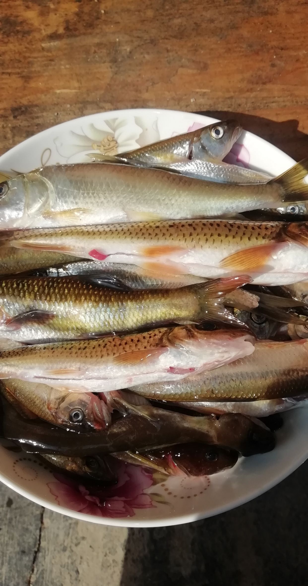 河里钓的野生鱼非常漂亮