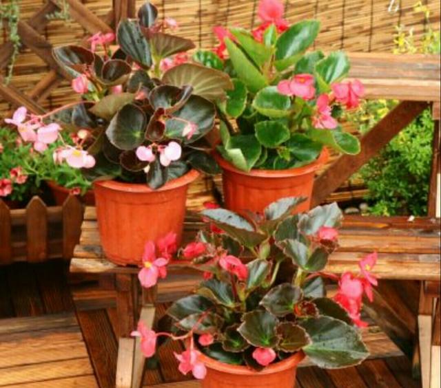 1 / 4 玻璃海棠繁殖方法一般有扦插,分株,播种3种方法.