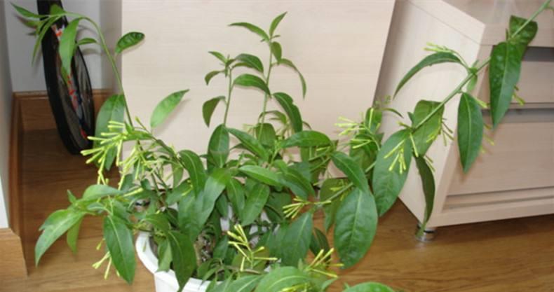 夜来香正处于花期 能不能换盆 怎样正确养护 财经头条 夜来香正处于花期 能不能换盆 怎样正确养护 财经头条