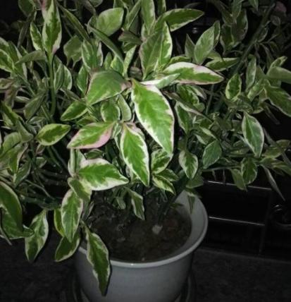 别在室内盆栽红雀珊瑚了,有毒!露天栽种注意4点姿态更美