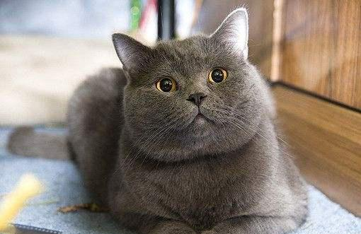 性格最温顺的5种猫——第2种很常见