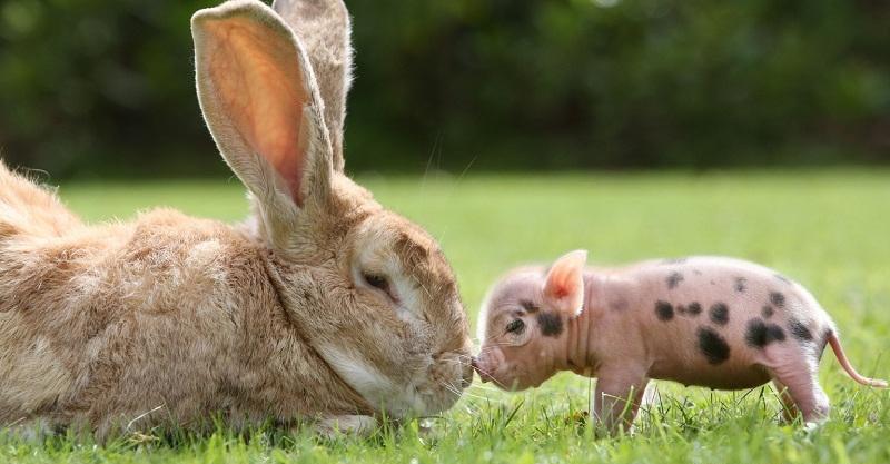 奥斯萨巴岛猪平均身高35-50厘米,体重22.