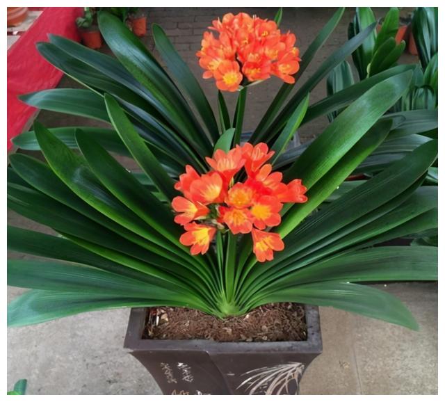 这3种 喜荫 植物 夏天别放阳台上养 谨防发生 日灼病 植物 龟背竹 文竹 新浪新闻 这3种 喜荫 植物 夏天别放阳台上养 谨防发生 日灼病 植物 龟背竹 文竹 新浪新闻