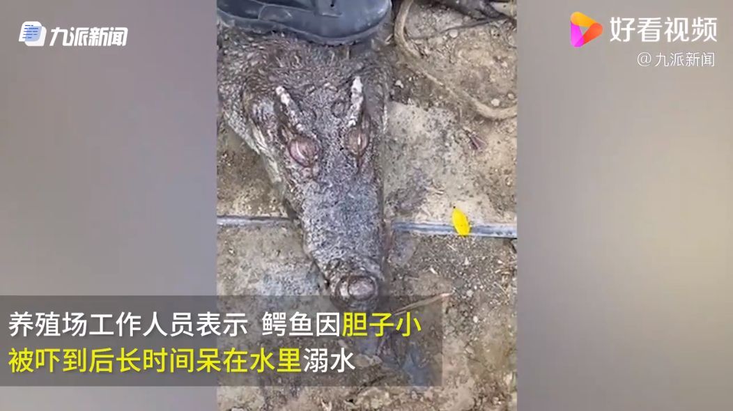 活久见!200斤鳄鱼被吓后待水里溺死 真相是……休闲区蓝鸢梦想 - Www.slyday.coM 活久见!200斤鳄鱼被吓后待水里溺死 真相是……休闲区蓝鸢梦想 - Www.slyday.coM