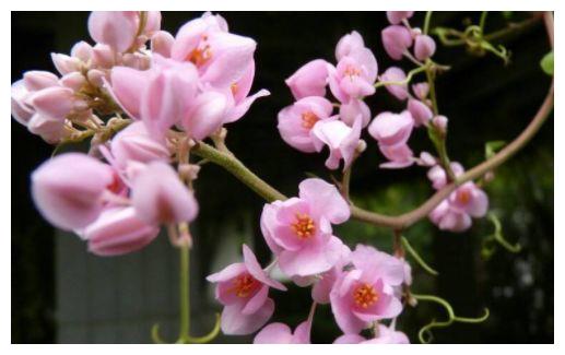 农历7月19号起 最适合养这些花 奇特美丽 个个开成大花球 洋兰 金樱子 木槿 新浪新闻 农历7月19号起 最适合养这些花 奇特美丽 个个开成大花球 洋兰 金樱子 木槿 新浪新闻