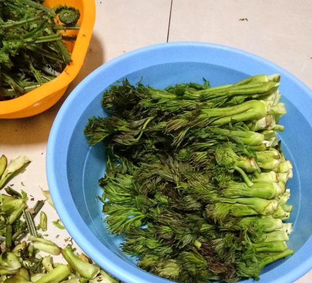 农村一种植物,茎不受欢迎,芽很多人爱吃,若您见到,别急着铲除