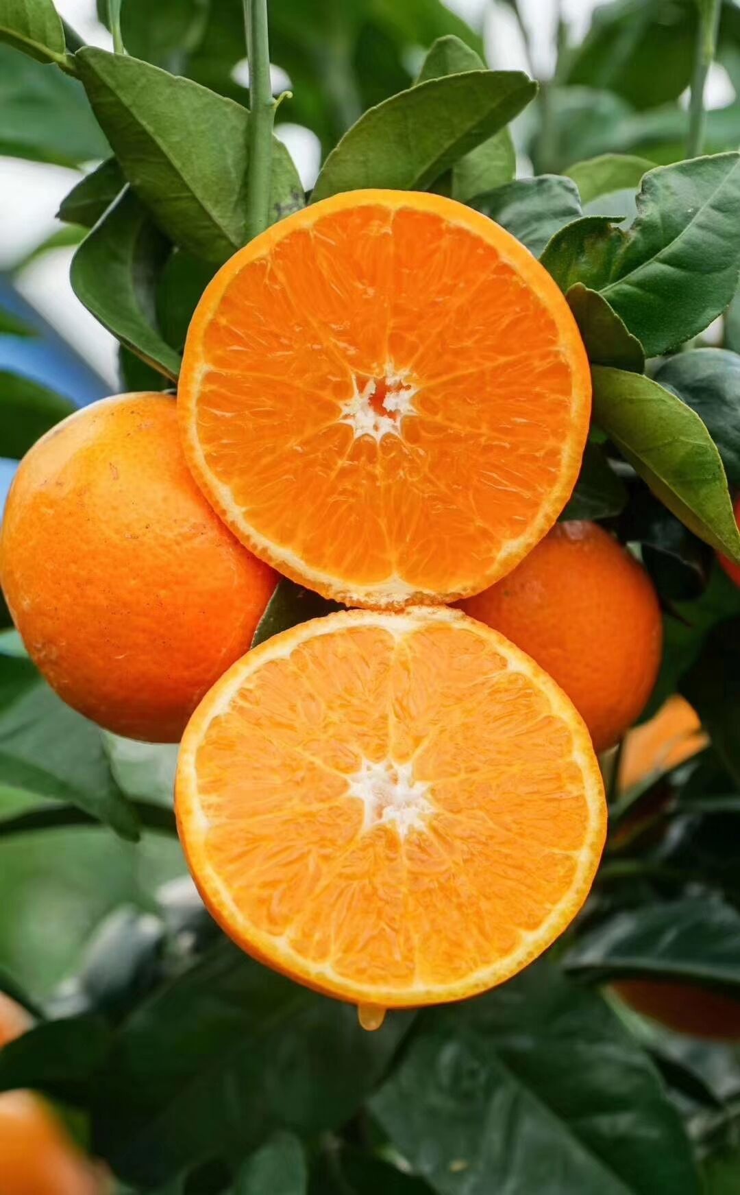 沃柑着色技巧:渔美荏叶面肥喷雾,着色增甜起砂早上市