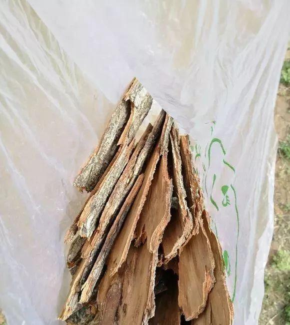 柳树皮养花是一绝,比生根粉还管用,泡水浇盆里大白根直冒!