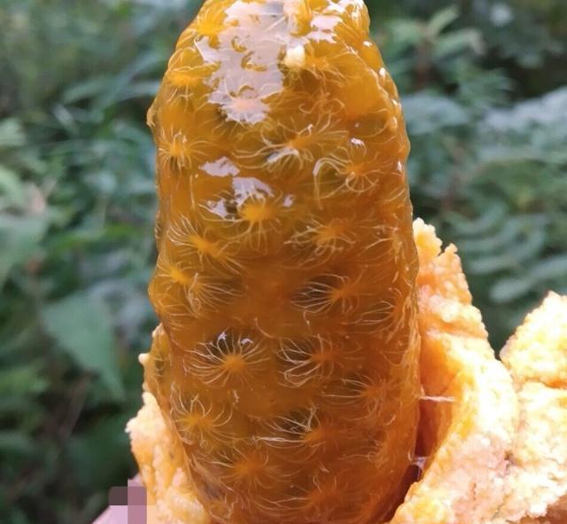 果肉呈紫黄色,肉质丰厚,一肚子密集的果籽,籽黑如羊屎,而每颗果籽外都