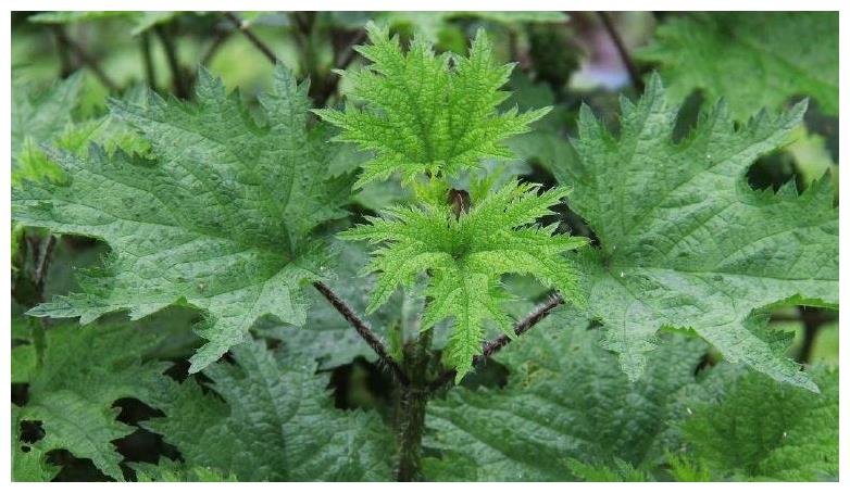 农村一种野草碰一下就手肿人畜见了都怕却是民间治病良药