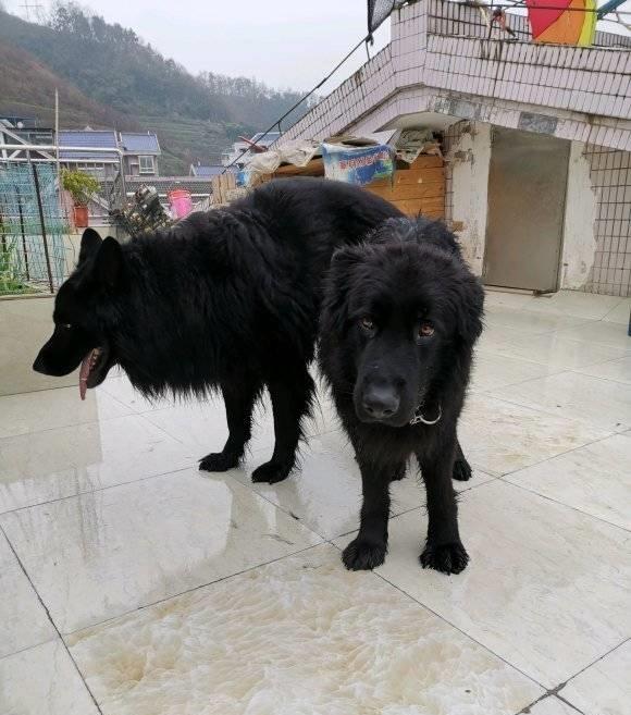 它就是著名的冀中黑熊犬.它们的外形酷似藏獒.