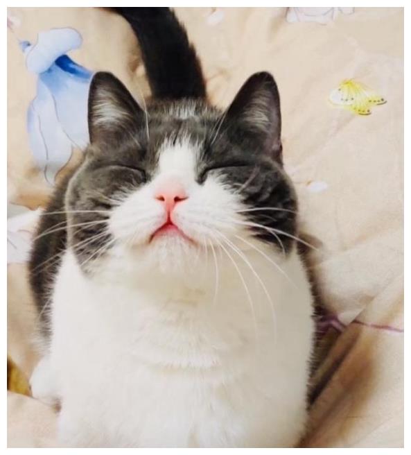 肖战撞脸坚果520直播时眯着眼睛表情和坚果太像了