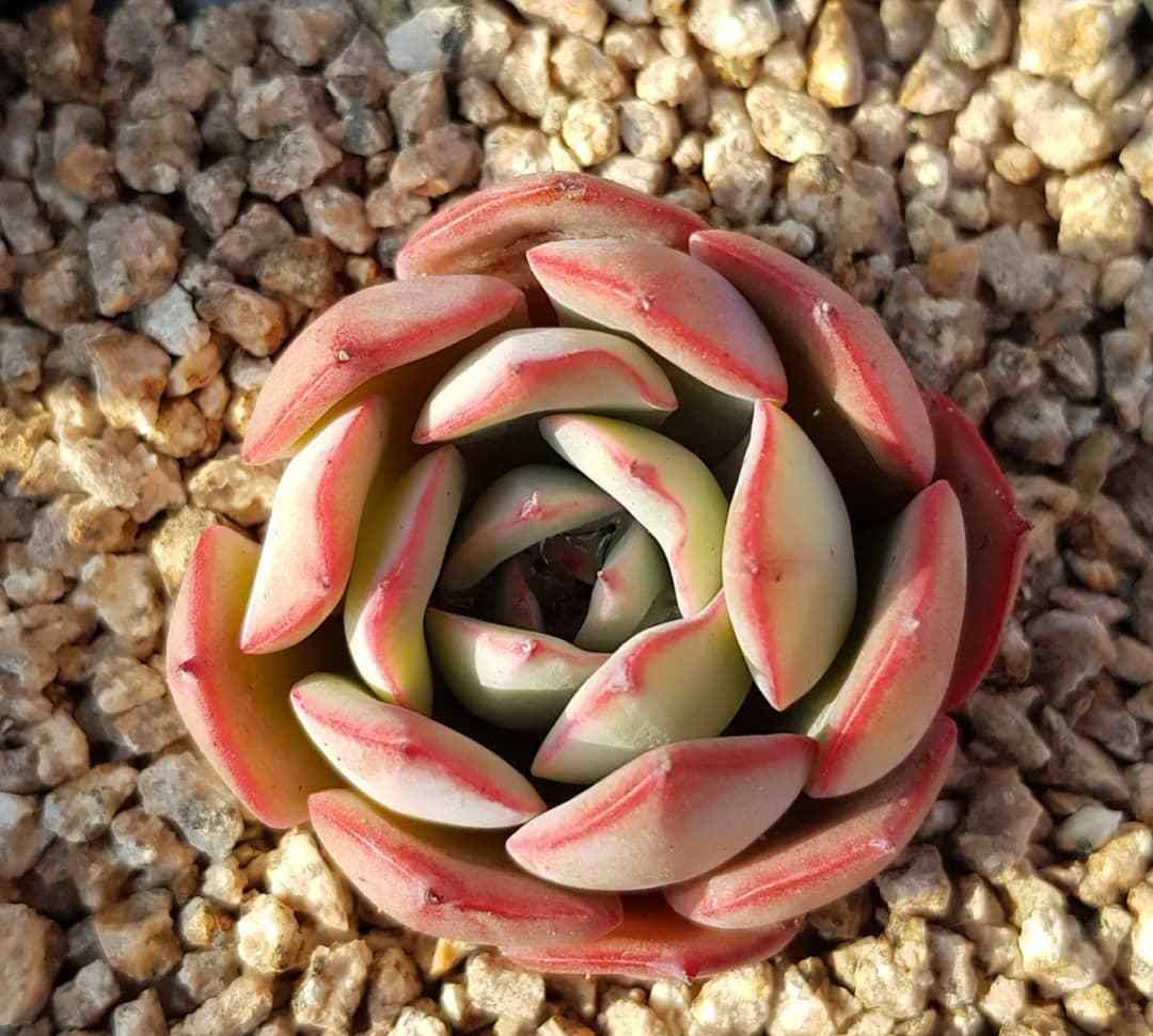 夏天一起来玩多肉 温室里的多肉植物状态好极了 高清图集 新浪网 夏天一起来玩多肉 温室里的多肉植物状态好极了 高清图集 新浪网
