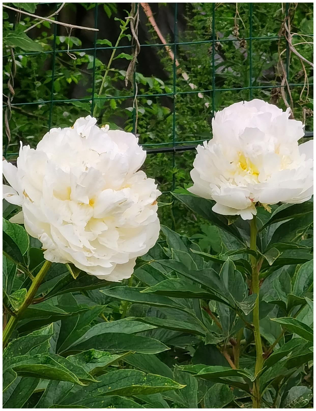 重瓣观赏芍药五月花神芍药花