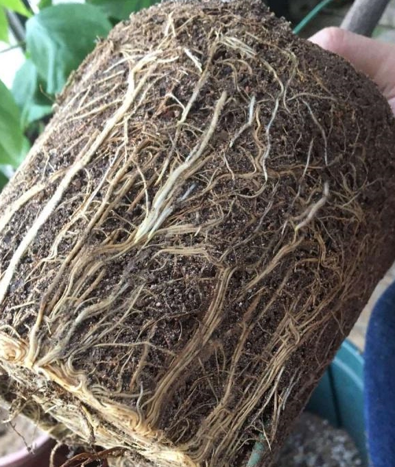 在夏季养护三角梅,检查根系的时候,为了不要伤到植株的根系,不要影响