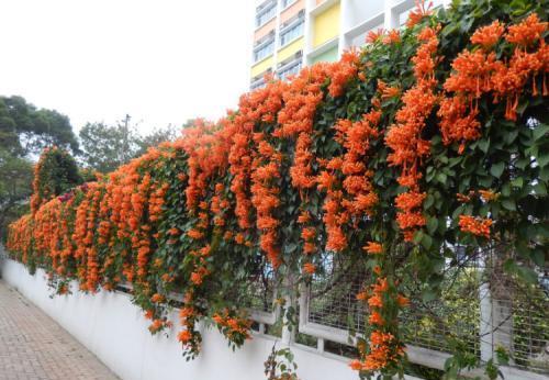 会吃掉你房子的凌霄花,路边剪个枝条,沾土就成活