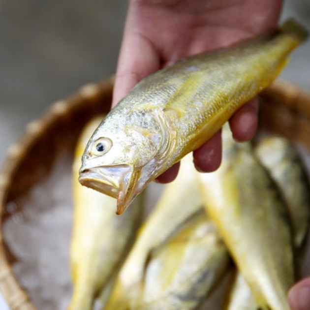 会说话的大黄鱼