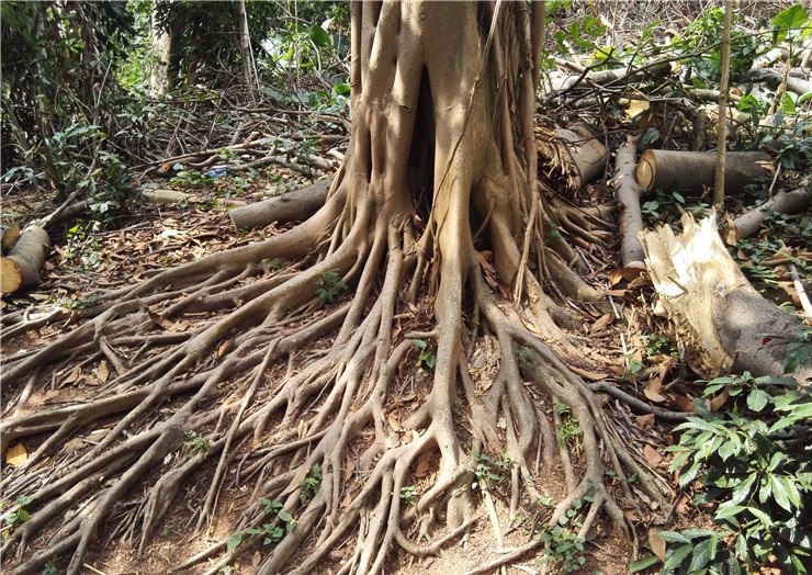 深圳莲花山公园走起带你看大榕树的根系有多发达