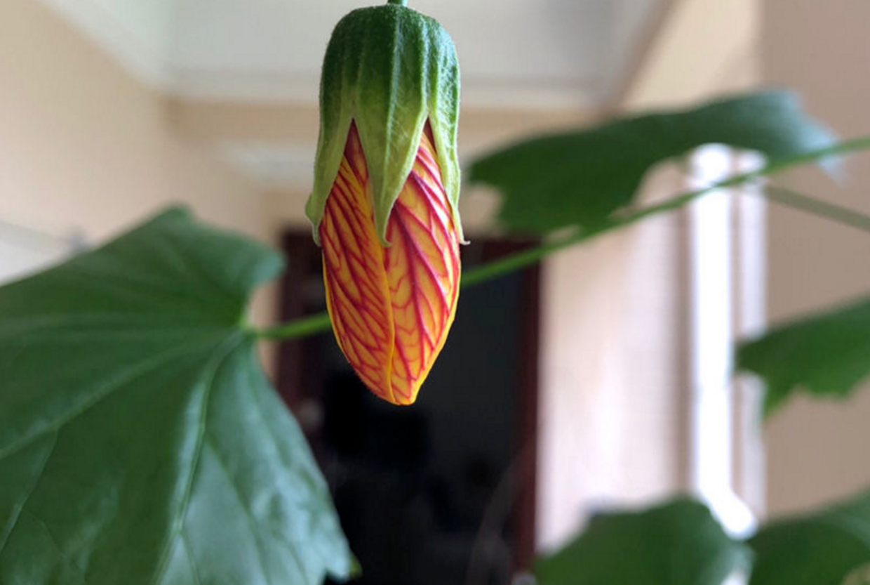 这种花太好看枝条挂满小铃铛人称金铃花