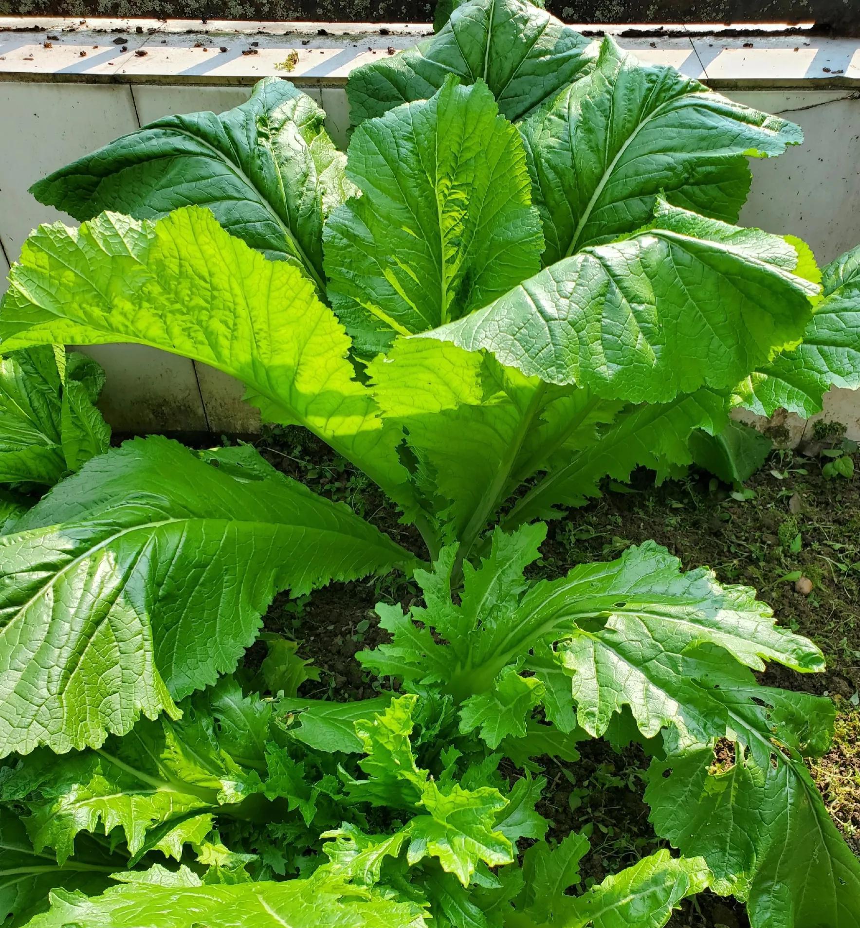 我心中的那棵青菜