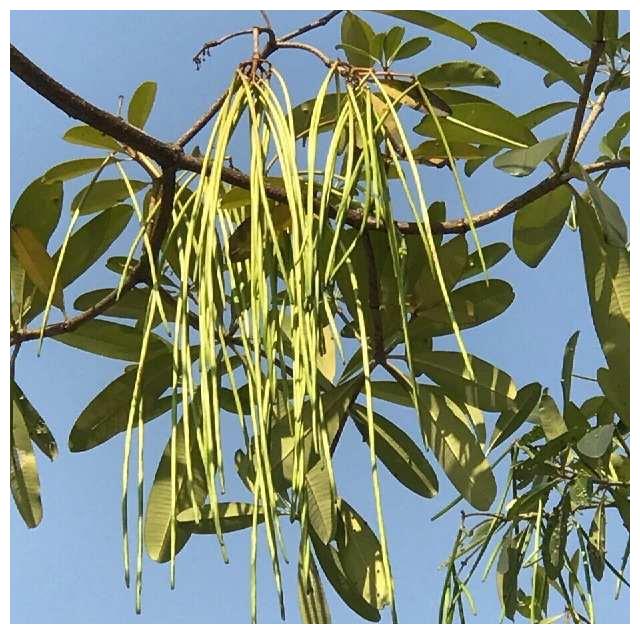 厉害了,能长出"面条"的树!比面包好吃十倍,网友:在哪里能买