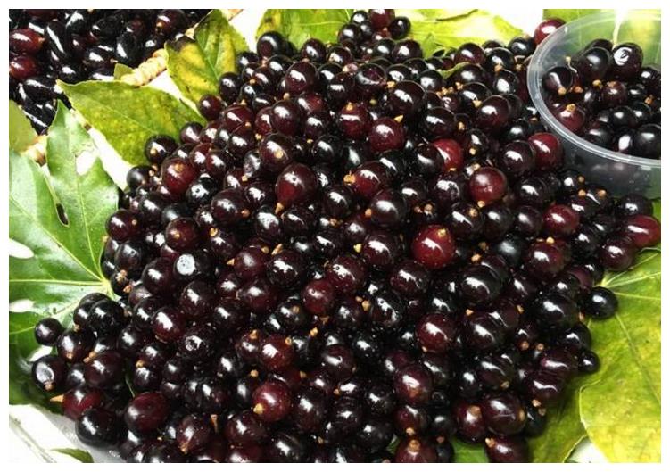 大娘甩卖"黑色"水果,30元一斤,比甘蔗还甜,顾客:3元都不买