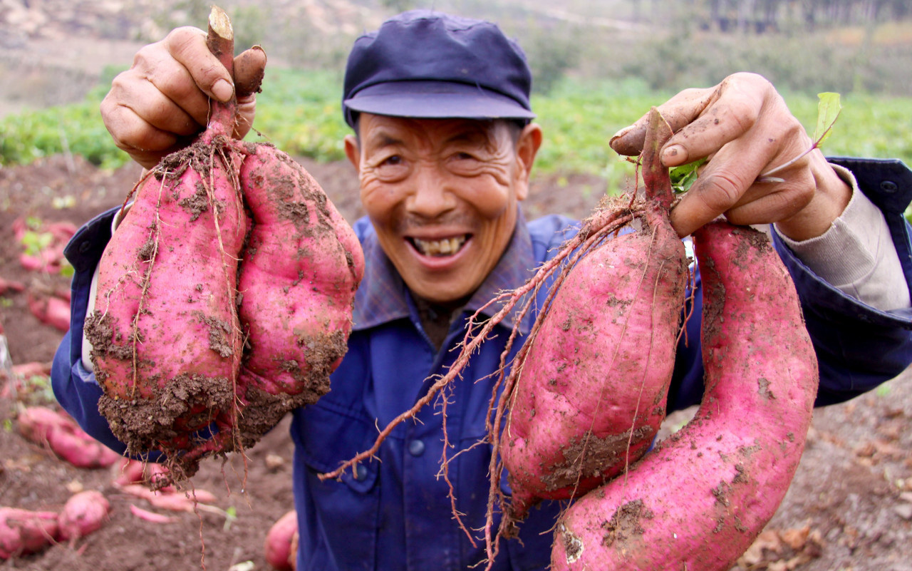 地瓜营养价值丰富,哪些人最好不要多吃?