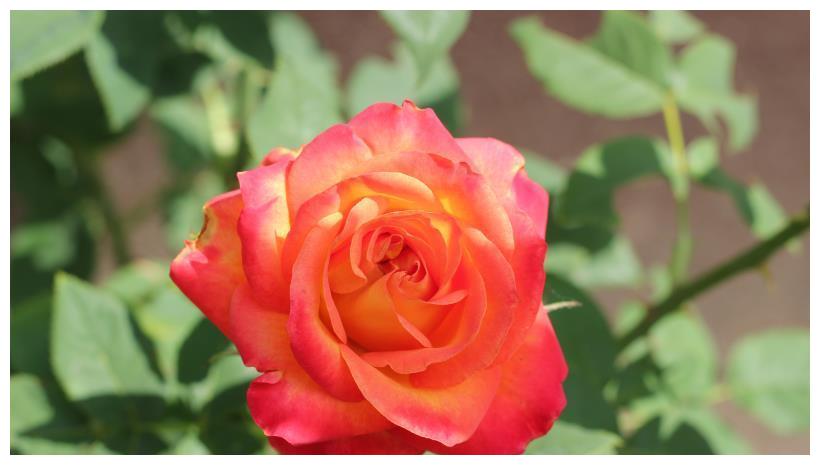 红鸾星动重获新生挽回旧爱重归旧好不再分离