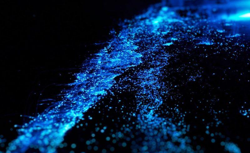 超现实美景走进马尔代夫瓦度岛上的蓝色星海