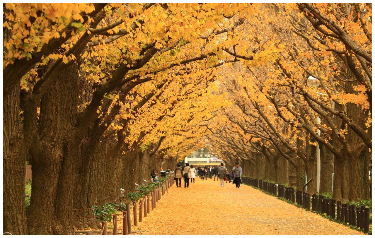 东京都内的美丽秋景明治神宫外苑金色的银杏树走道