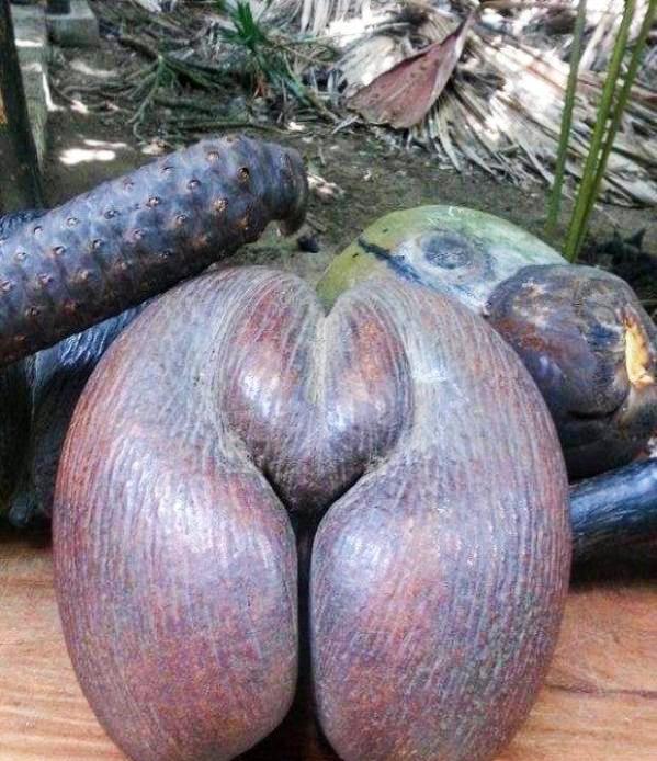 世界上奇葩的水果很多人都闻所未闻真让人大开眼界