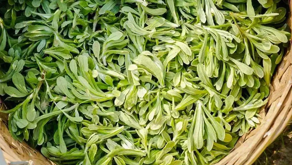 "棉线头草"学名鼠曲草,把草的嫩头掐断,能看到丝丝如棉花似的白色纤维