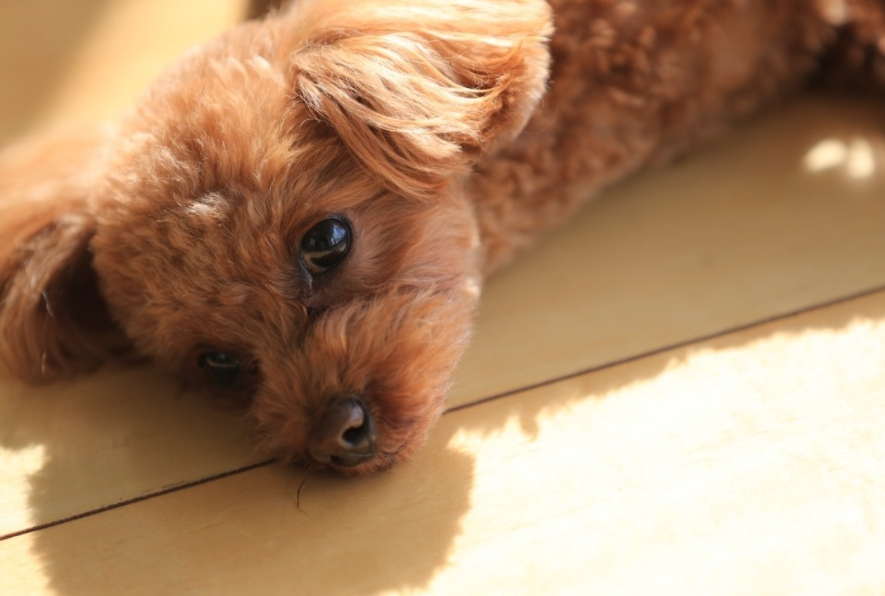 泰迪犬是一只调皮可爱的小卷毛