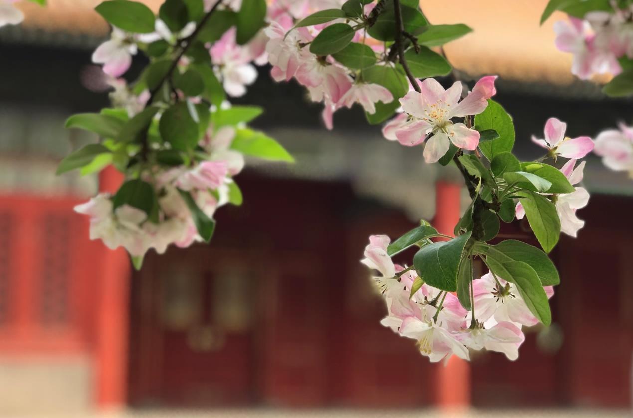 有如晓天明霞西府海棠花形较大,四至七朵成簇朵朵向上据说北京故宫御