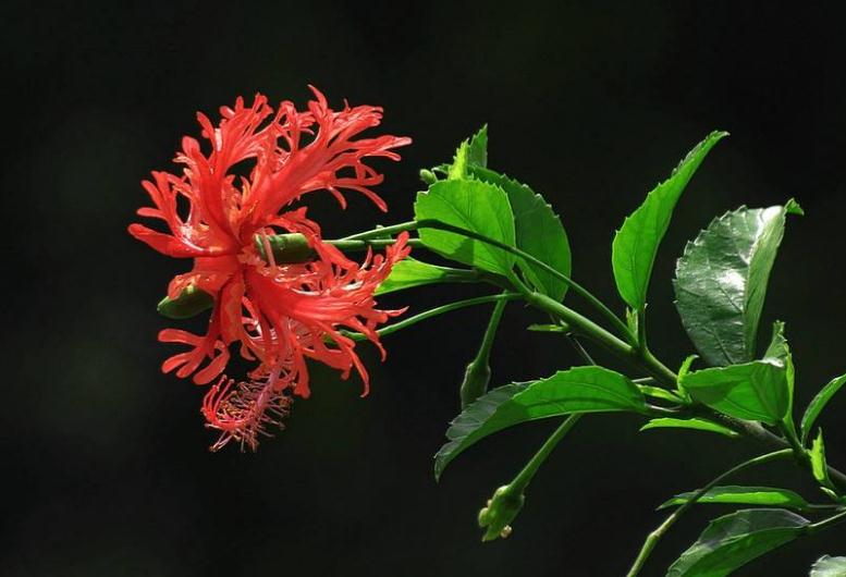 观众老爷们,你们知道吊灯扶桑表达着什么情感吗?